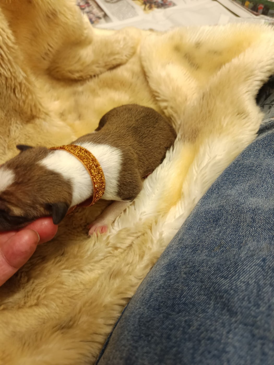 Collier orange doré