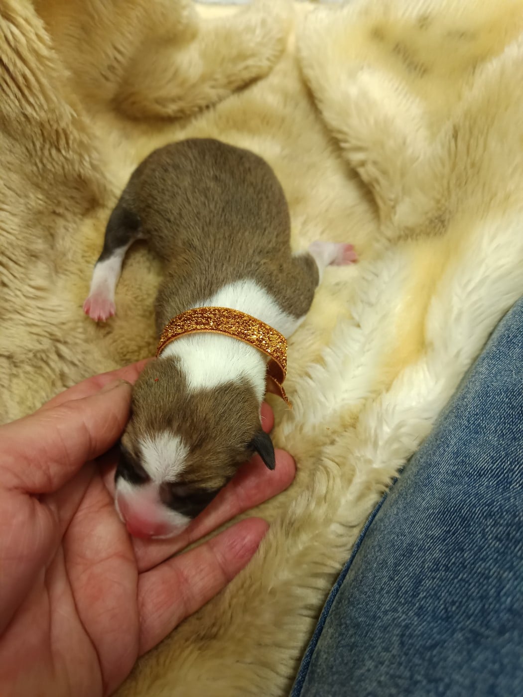 Collier orange doré