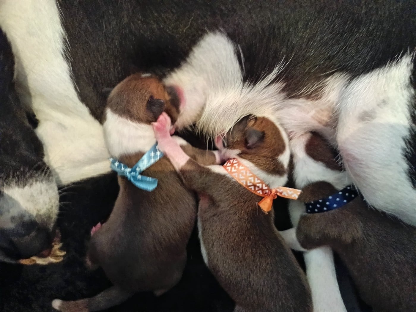 Basenji - Of swala pala