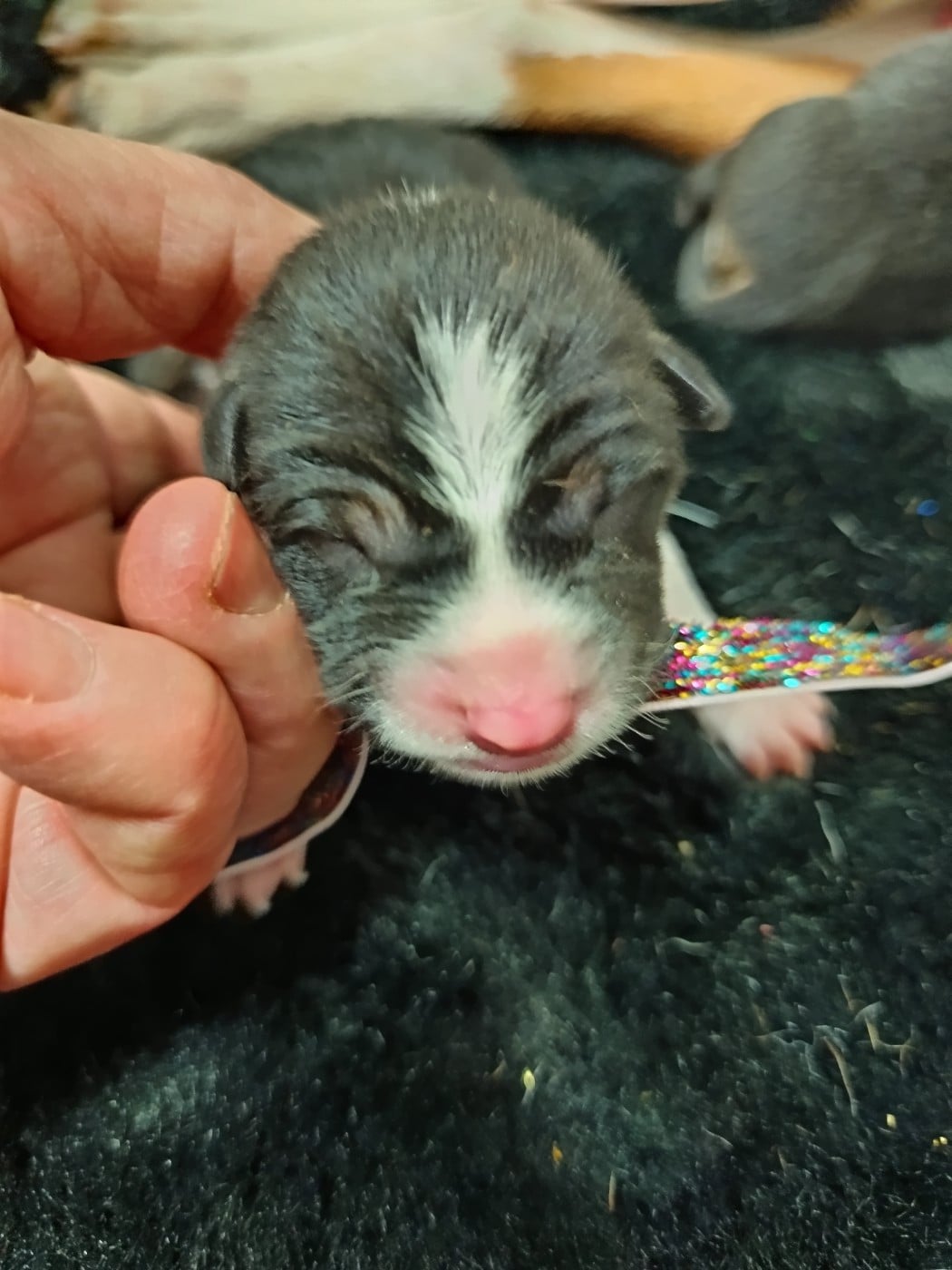 Collier multicolore/tricolore