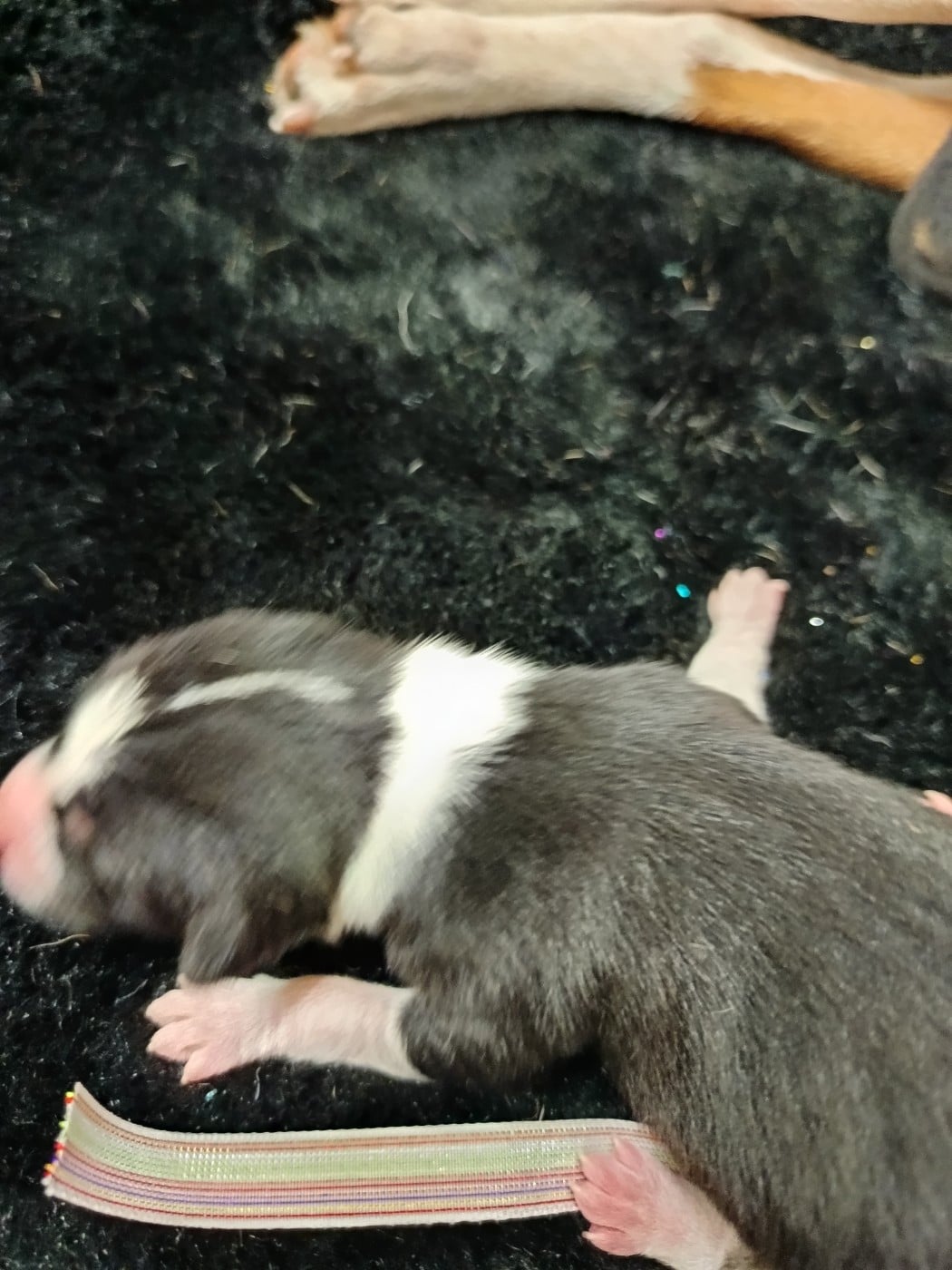 Collier rouge et vert/tricolore