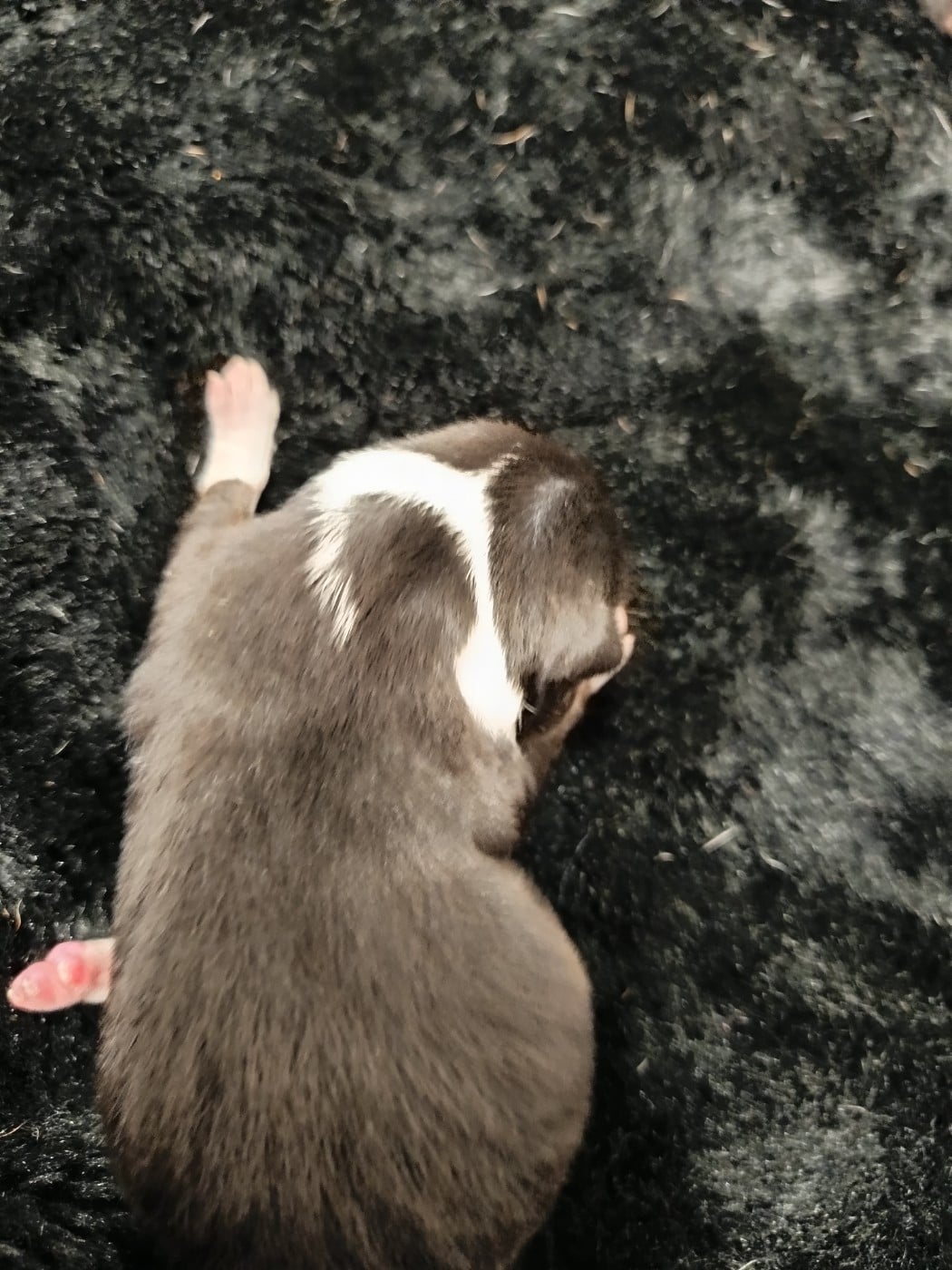 Collier vert /tricolore