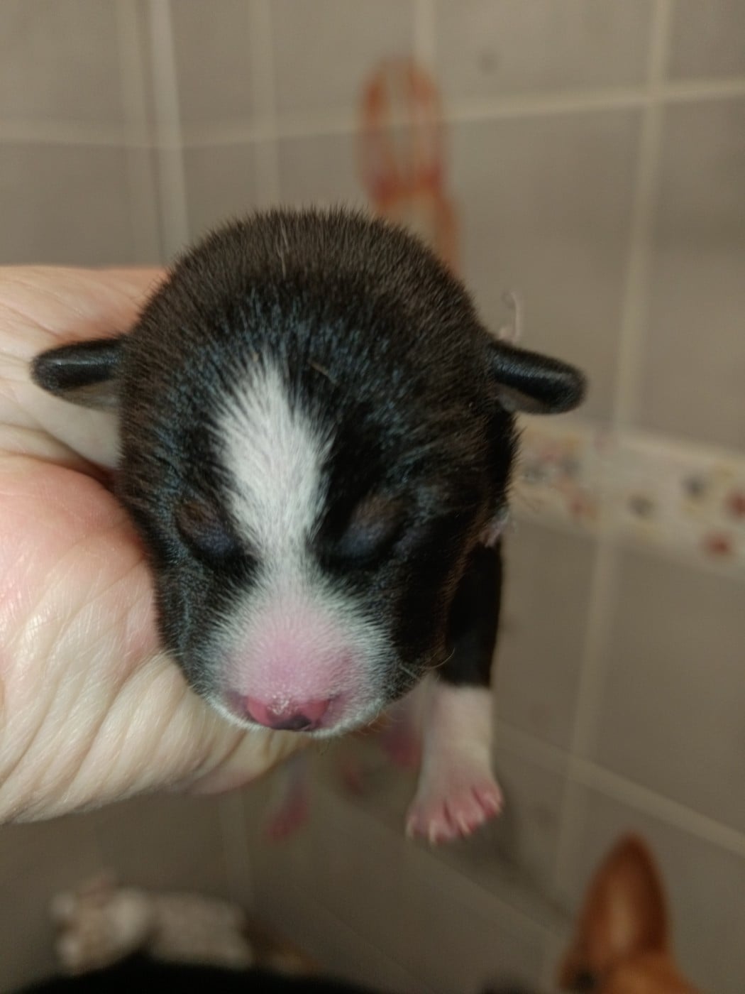 Collier violet et vert/ tricolore