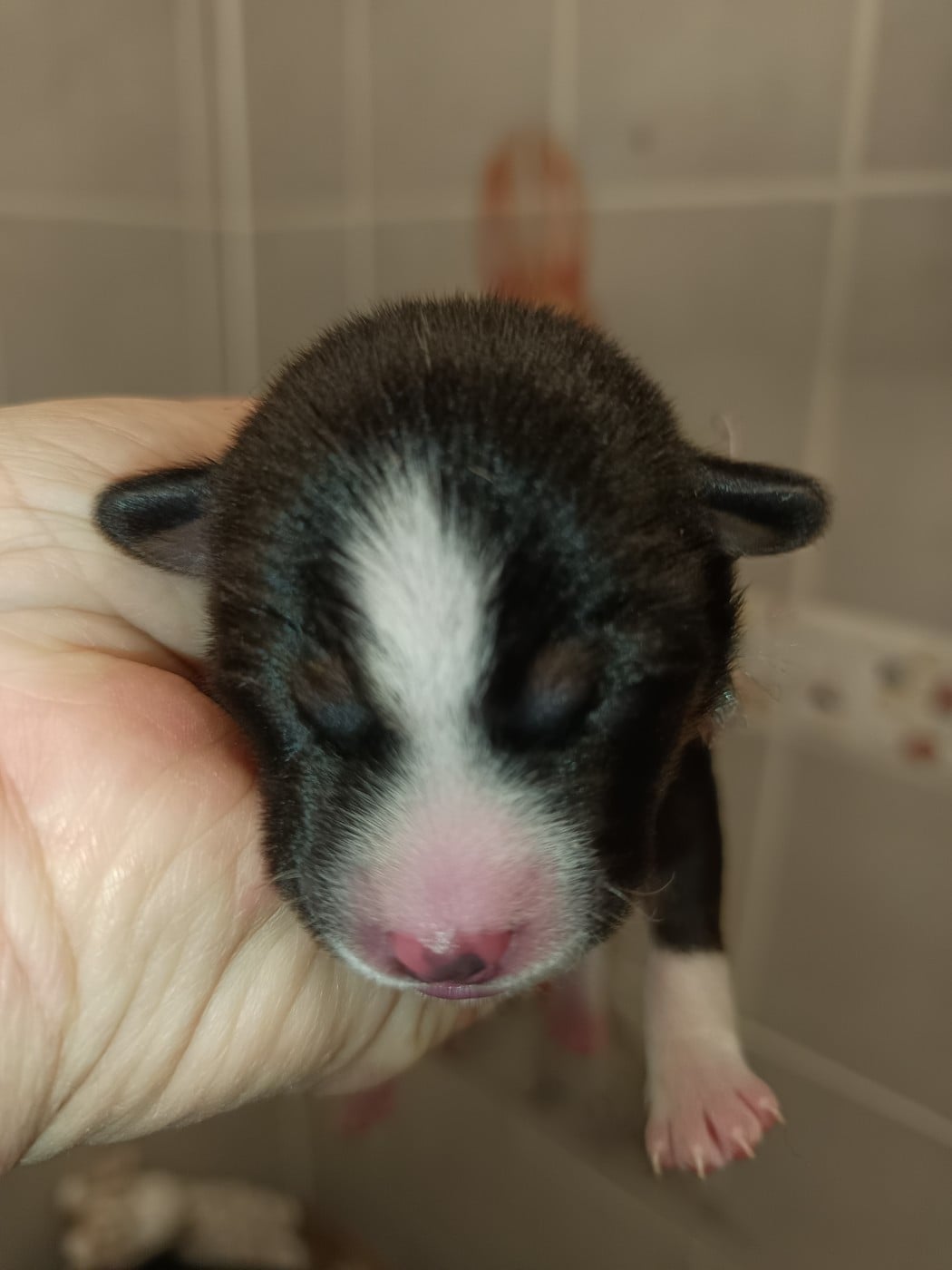 Collier violet et vert/ tricolore