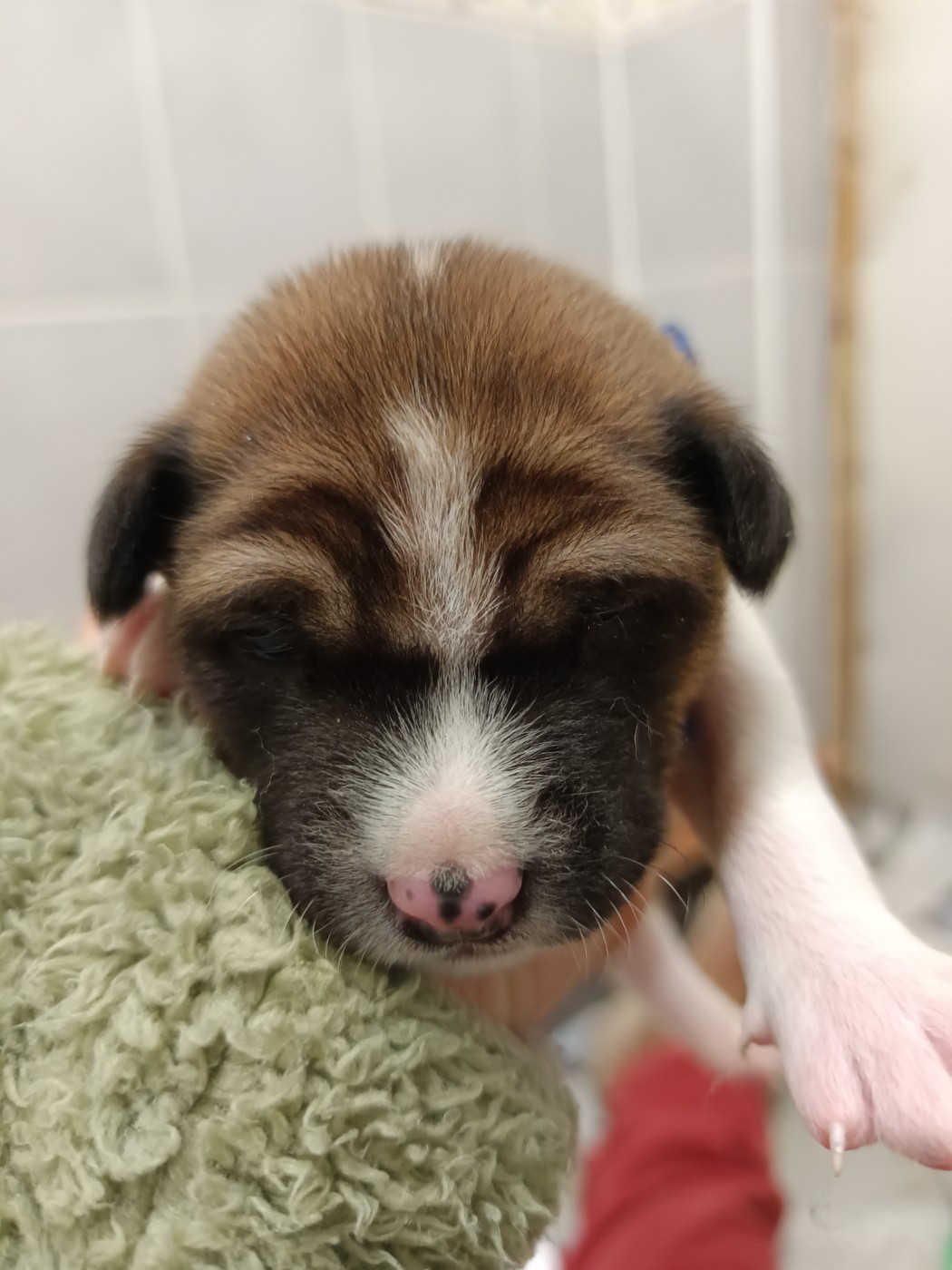 Basenji - Of swala pala