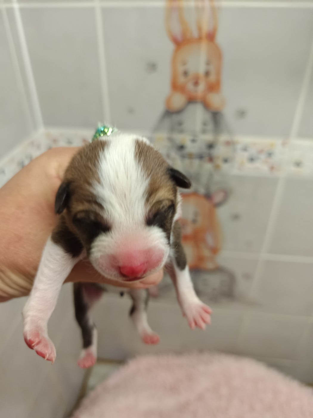 CHIOT 3