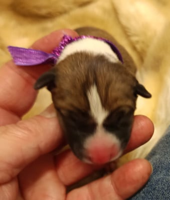 Les chiots de Basenji