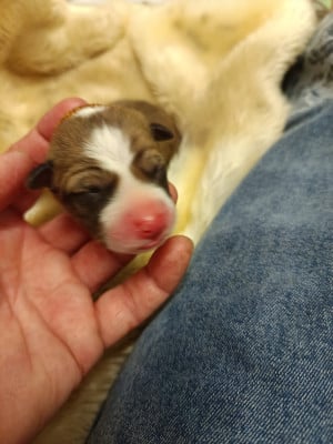 Les chiots de Basenji