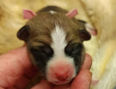 Les chiots de Basenji