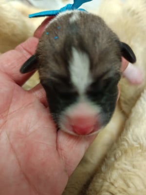 Les chiots de Basenji