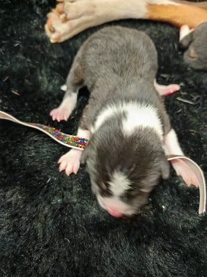 Les chiots de Basenji