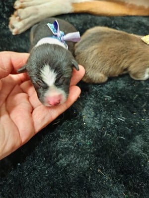 Collier violet et vert/ tricolore - Basenji
