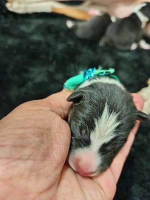 Les chiots de Basenji