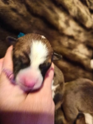 Les chiots de Basenji