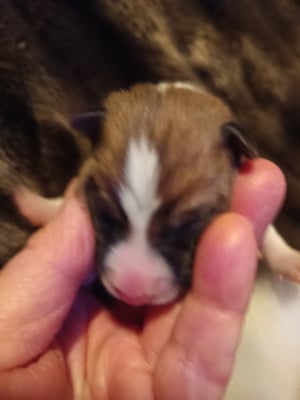 Les chiots de Basenji