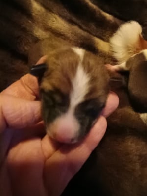 Les chiots de Basenji