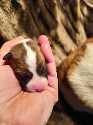 Les chiots de Basenji