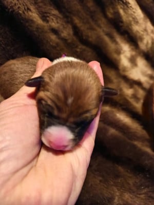Les chiots de Basenji