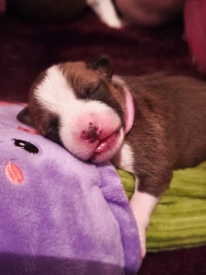 Les chiots de Basenji