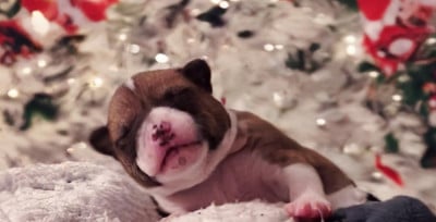 Les chiots de Basenji