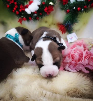 Les chiots de Basenji