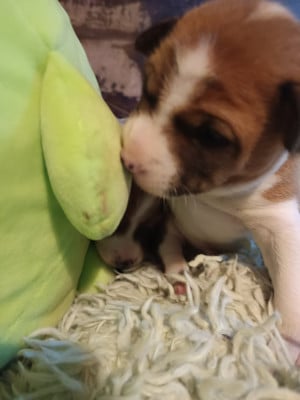 Les chiots de Basenji