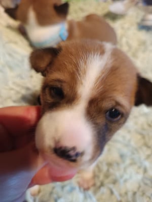 Les chiots de Basenji