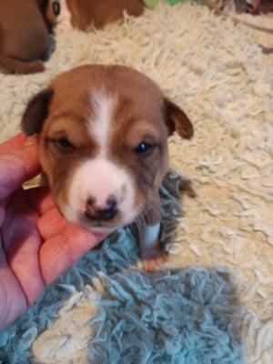 Les chiots de Basenji