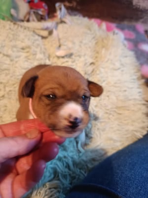 Les chiots de Basenji