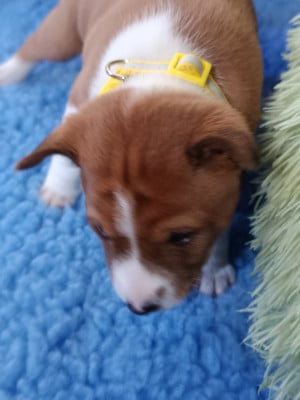 Les chiots de Basenji