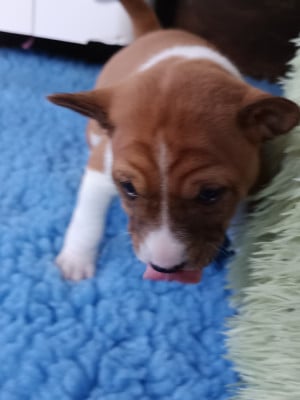 Les chiots de Basenji