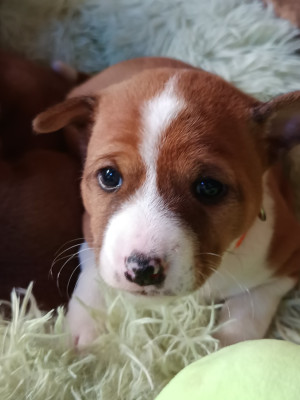 Les chiots de Basenji