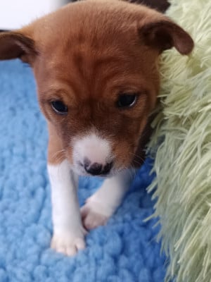 Les chiots de Basenji