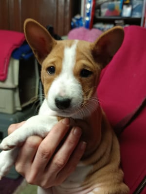 Les chiots de Basenji