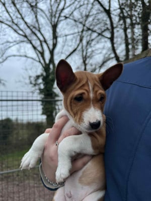 Les chiots de Basenji