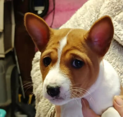 Les chiots de Basenji
