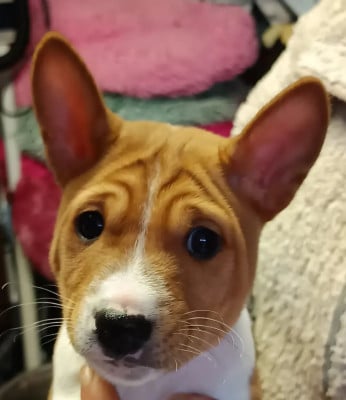 Les chiots de Basenji