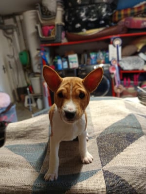 Les chiots de Basenji