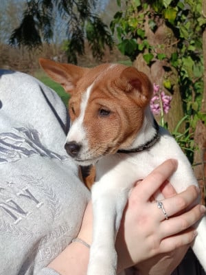 Les chiots de Basenji