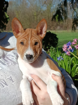 Les chiots de Basenji