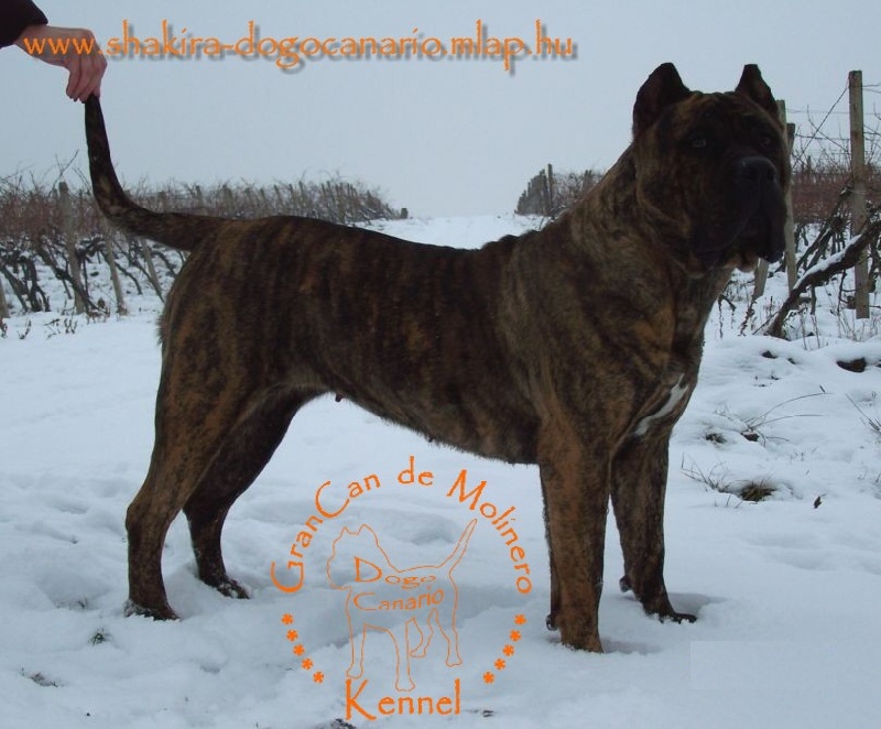 Publication : des contes de Lola Auteur : Molnar Tamas & Judit