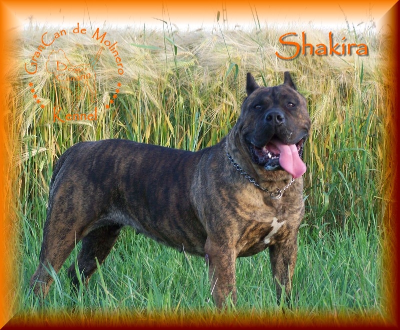 Publication : des contes de Lola Auteur : Molnar Tamas & Judit