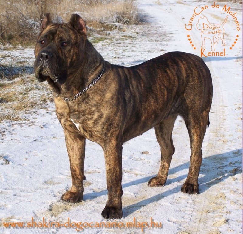 Publication : des contes de Lola Auteur : Molnar Tamas & Judit