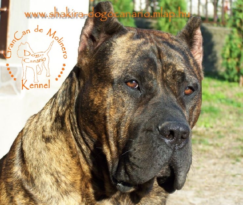 Publication : des contes de Lola Auteur : Molnar Tamas & Judit