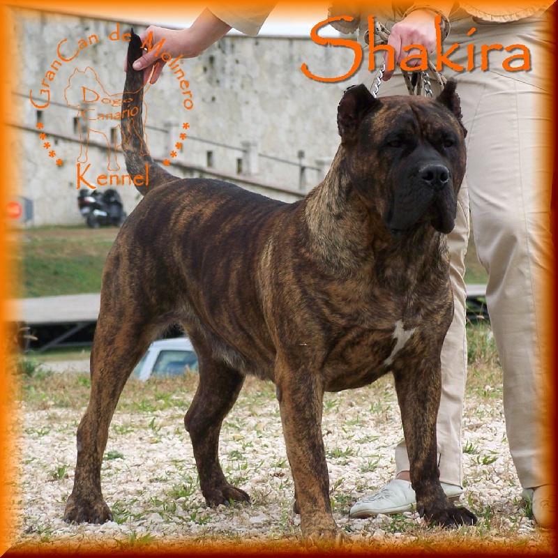 Publication : des contes de Lola Auteur : Molnar Tamas & Judit