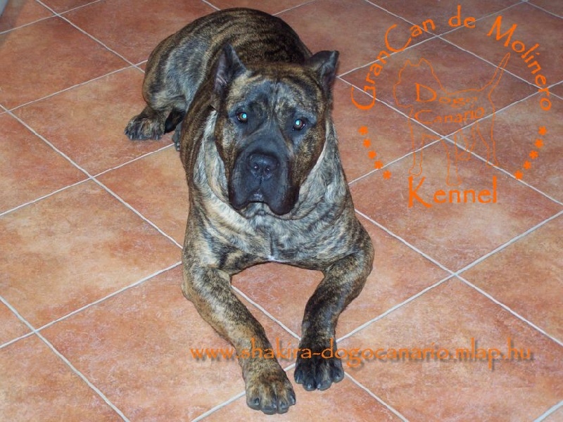 Publication : des contes de Lola Auteur : Molnar Tamas & Judit