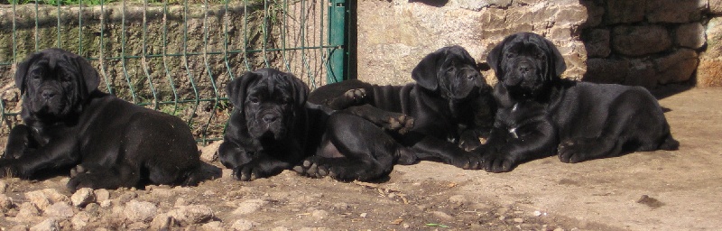 chiot Cane Corso des contes de Lola