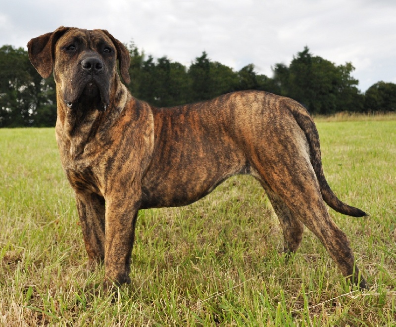 Fophie favier des contes de Lola - Très prometteur Classe Puppy femelle
