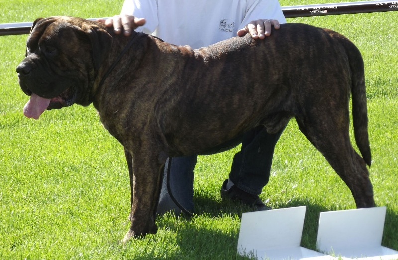 Vega (Sans Affixe) - 1er Excellent Classe Ouverte Mâles CACS MDR