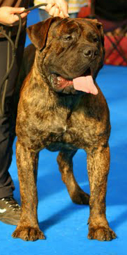 Vega (Sans Affixe) - 4ème Exc Classe ouverte mâle